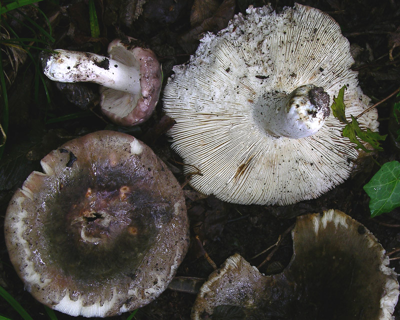 Risposte griglia 2 (marted� 29 maggio)